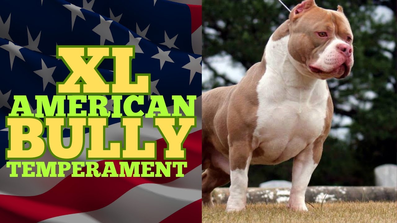 XL American Bully Temperament: What You Should Know