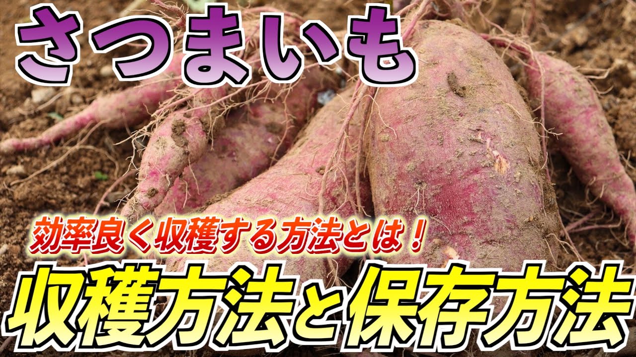 さつまいもの収穫方法と収穫後に気をつけるべきこと