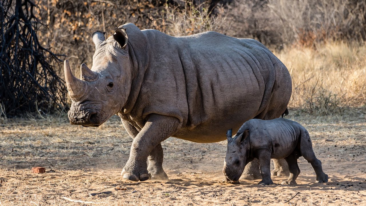 Namibia 2022 Teil 7/7 in 4k