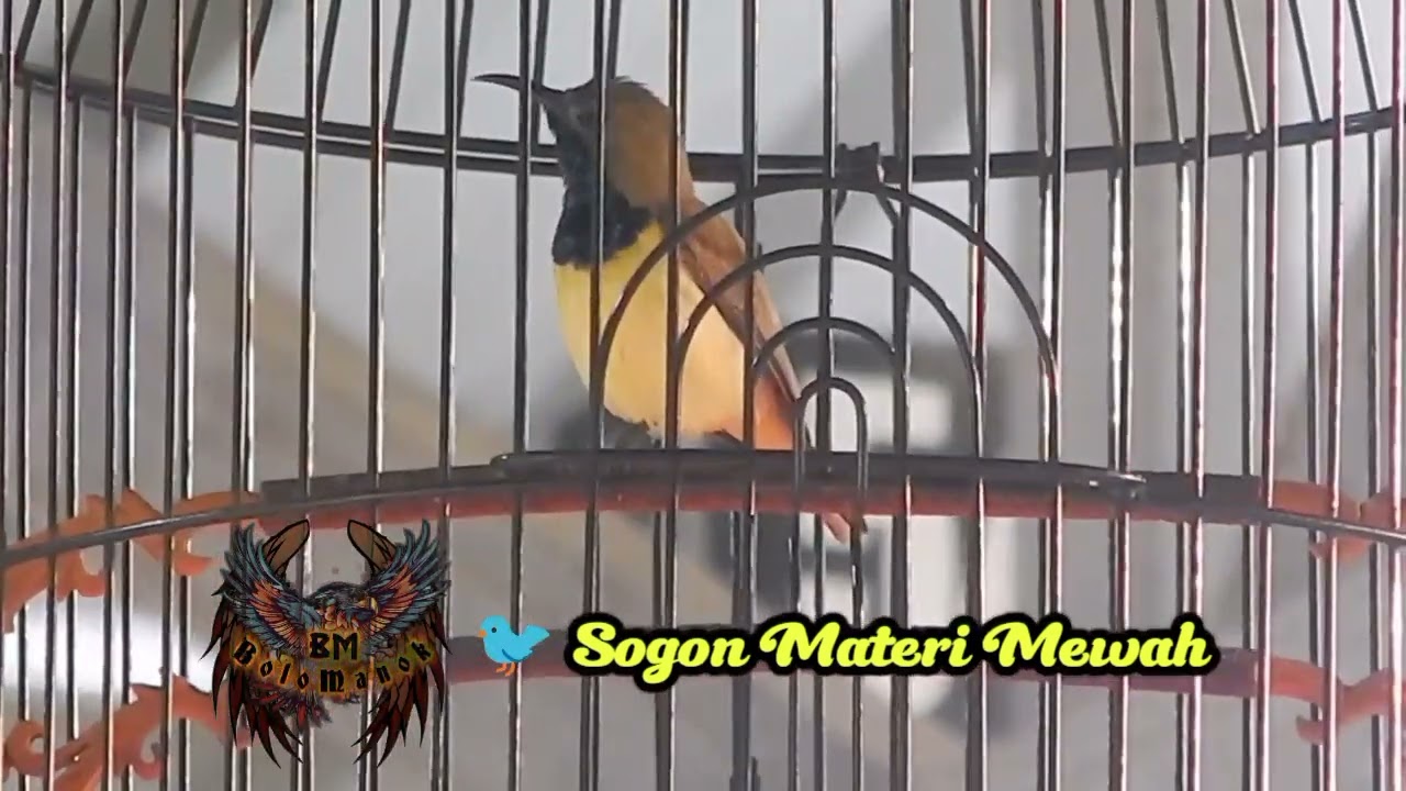 sogon milik Om Aries Colibri memang top || sogon materi mewah