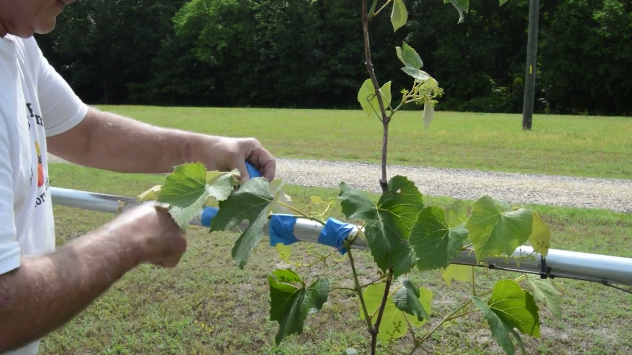 How to Train and Prune Grapevines for Fruit Production!  Episode 111