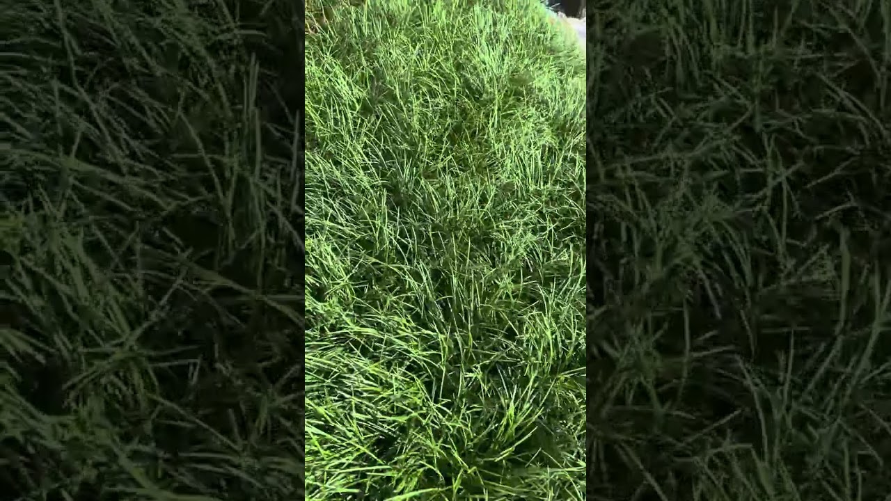 Mondo Grass - Green Tropical Nursery