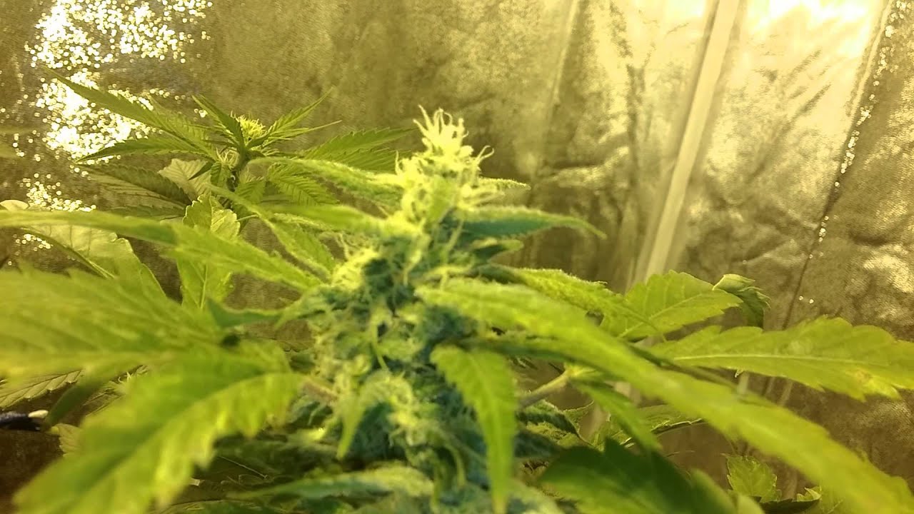 600 watt hps