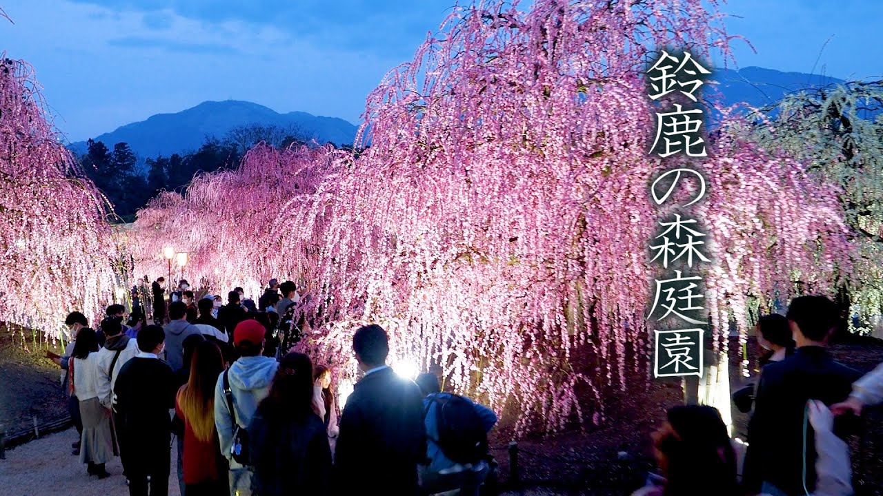【Plum blossoms】 Weeping plum-trees 'Utopia' hidden in the mountains. 鈴鹿の森庭園で梅が見頃.#4K #鈴鹿の森庭園 #しだれ梅