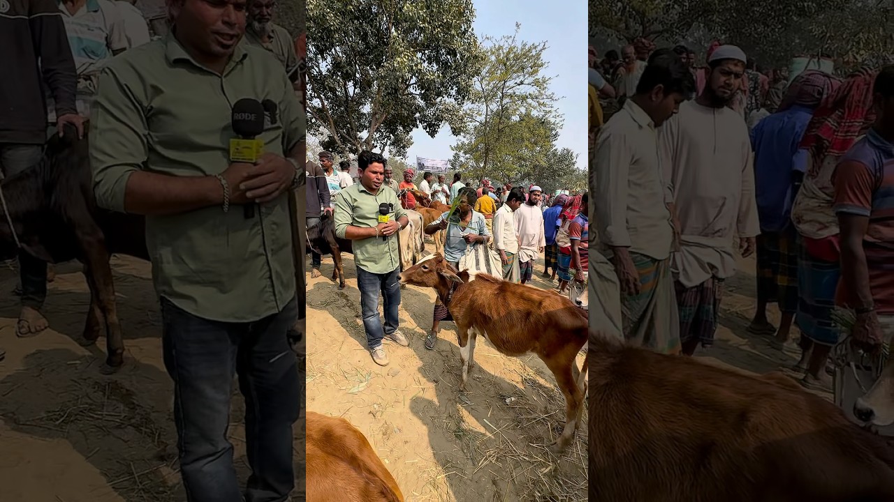 ভাই গরুর দাম কত?সিরাজগঞ্জের রতনকান্দি গরুর হাট।কৃষকের কৃষি চিত্র।