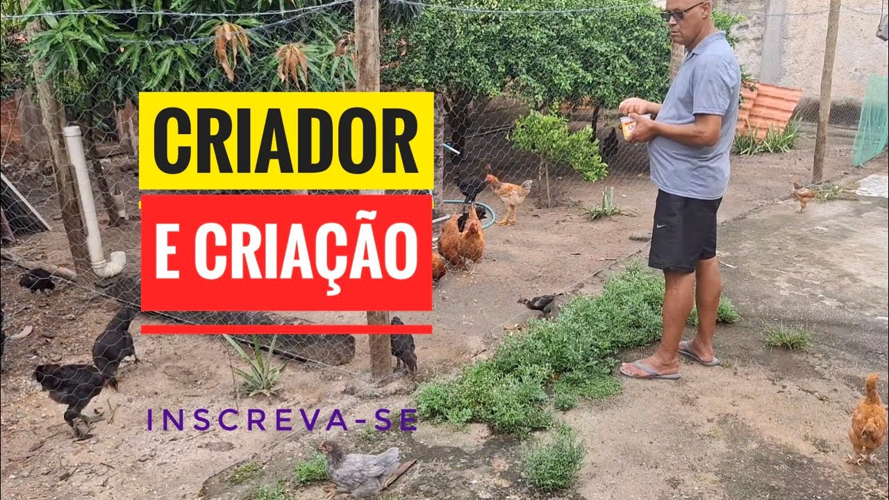 Criador e Criação: Momento de Interação na Hora da Alimentação 🐓❤️ .