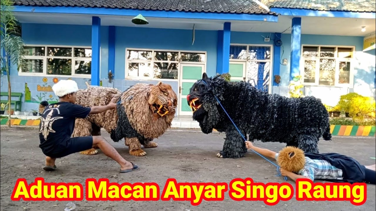 ADUAN SINGA COKLAT DAN MACAN KUMBANG ~ SINGO RAUNG