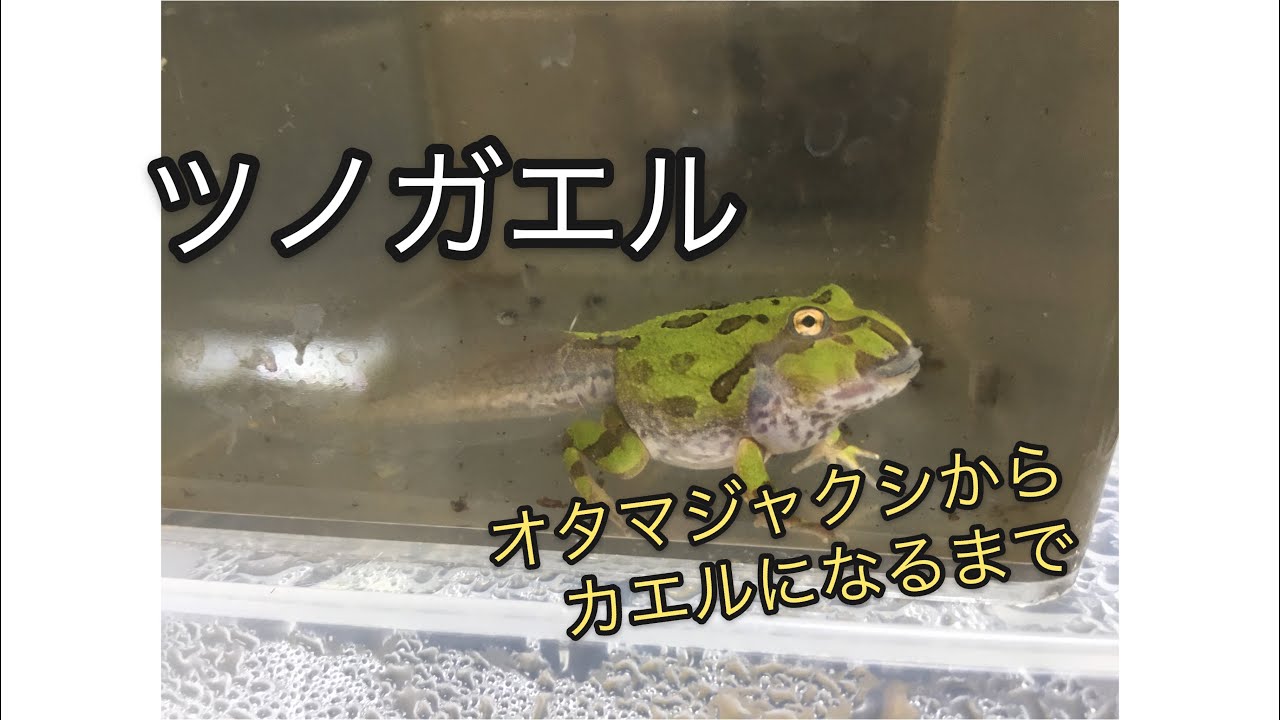 【ツノガエル】オタマジャクシ〜カエル【初給餌】