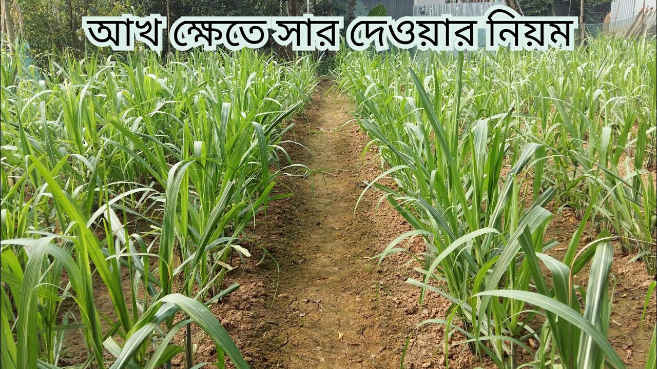 আখ ক্ষেতে সার দেওয়ার নিয়ম ও পরিমাণ। ফিলিপাইন আখ