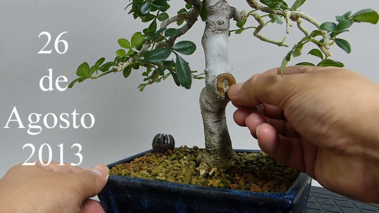 COMO SELLAR HERIDAS DE PODA EN UN BONSAI