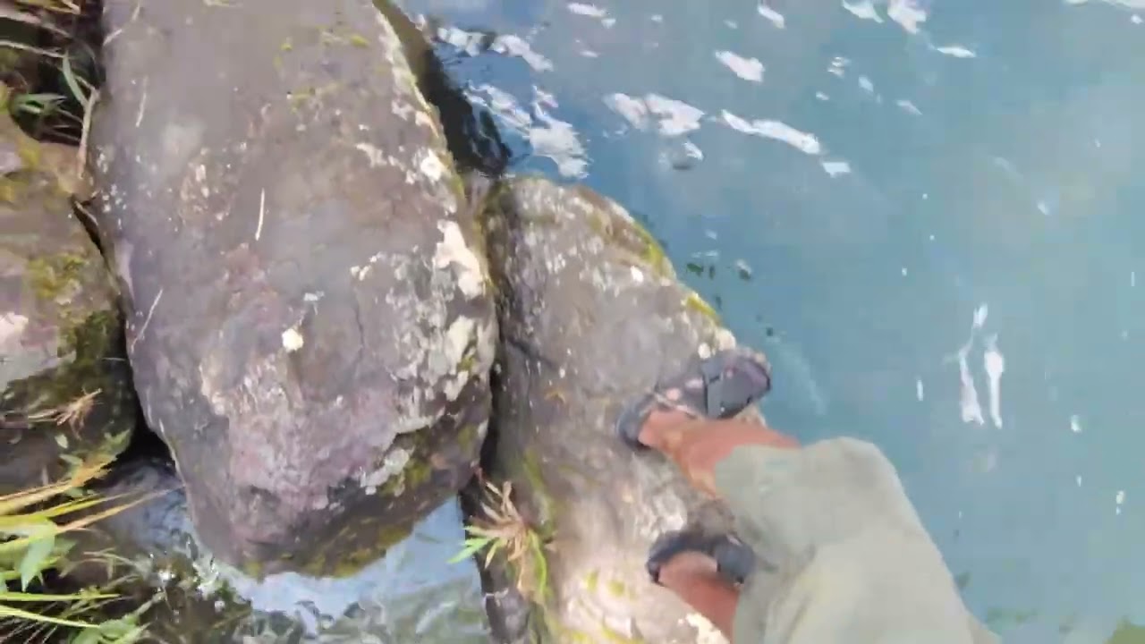 Lobina ataca al señuelo Berkley Magic Swimmer después de algunas pausas en el recogido 