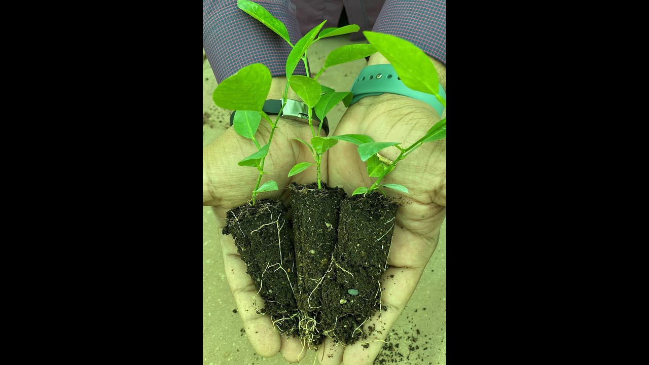 Tissue culture techniques for production of plants of citrus fruits.