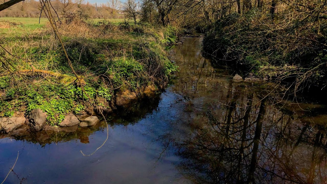 Matt’s Walks - Episode 2 - my ‘daily exercise’ walk through Felland Copse