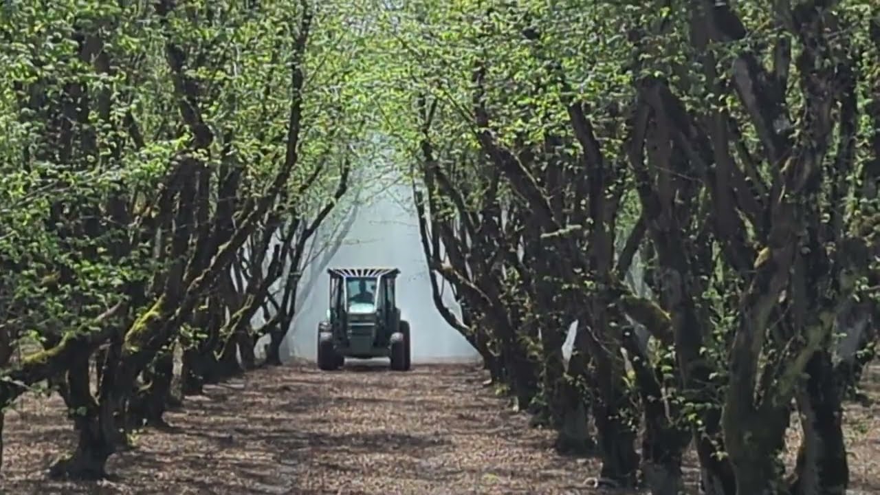 Turbo-Mist 600 Gallon Sprayer: Mastering Hazelnut Trees Up to 30 Feet Tall!