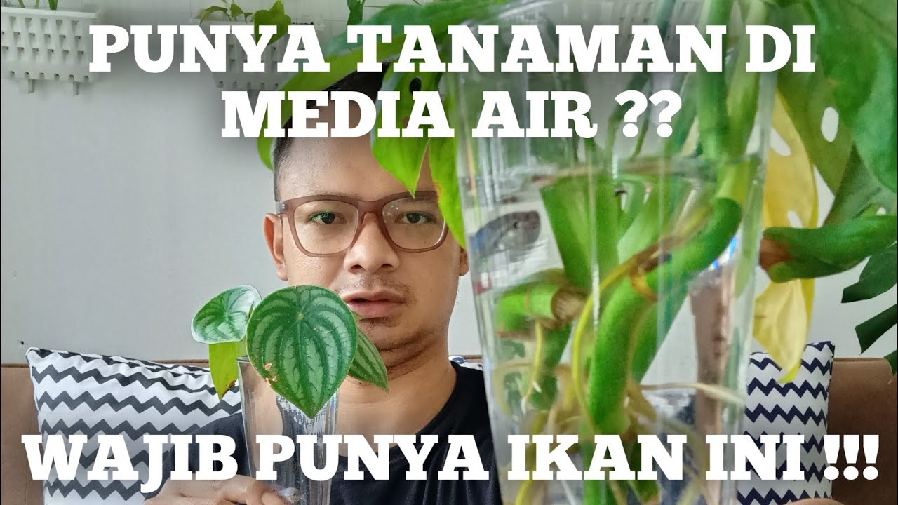 cara menanam tanaman yang bisa hidup di air dengan ikan cupang makin betah di rumah | tanaman air