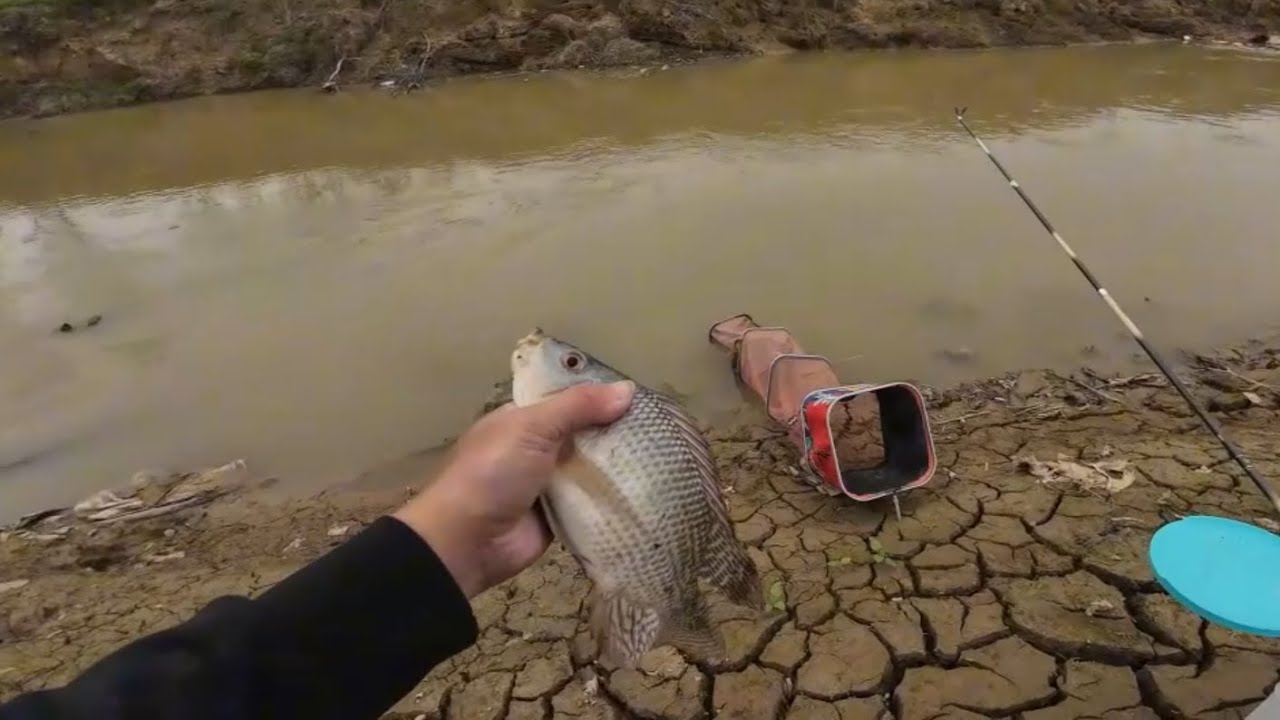 Low Water Tilapia Fishing Challenge