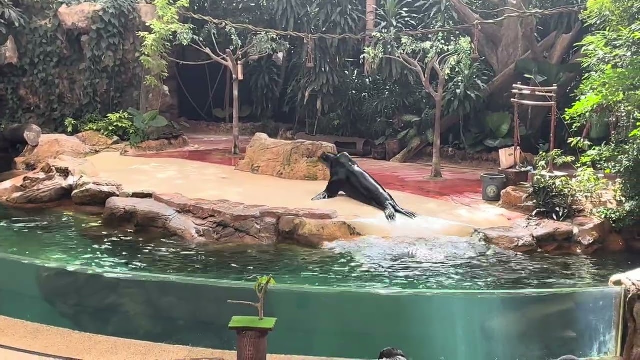 Singapore zoo sealion show 2026 highlights
