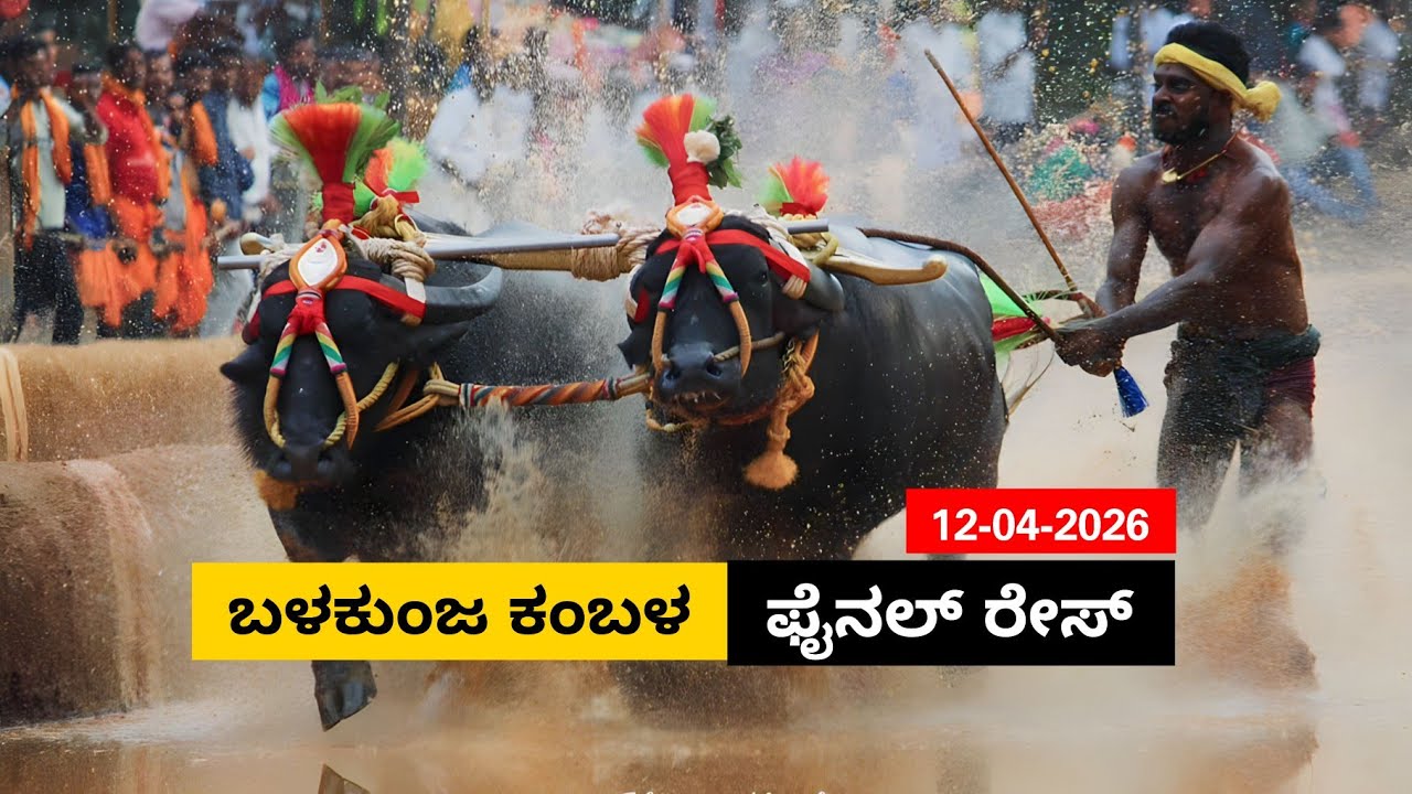 Balkunja Kambala Final Race 2026 | ಬಳಕುಂಜ ಕಂಬಳ  ಫೈನಲ್ ರೇಸ್