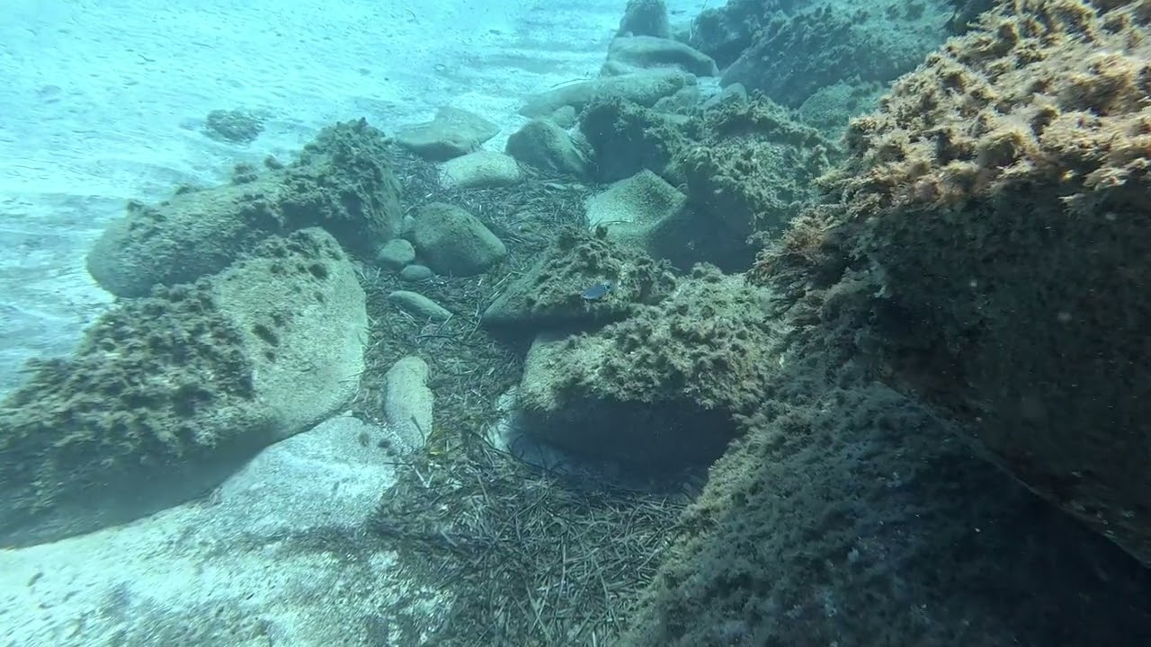 Cernia e Trigliona in primo piano