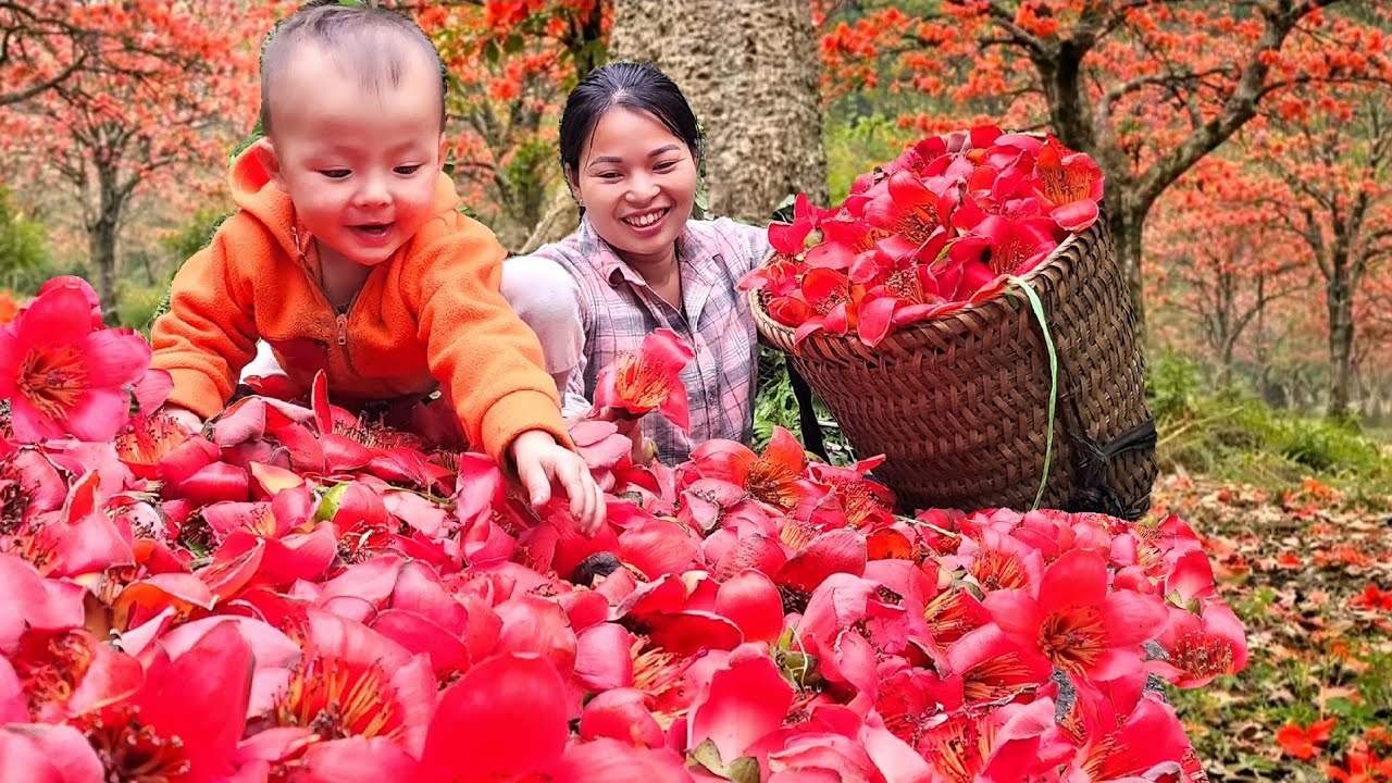 March harvest of bright red kapok flowrs - A rare flower that blooms only once a year - Lý Thị An