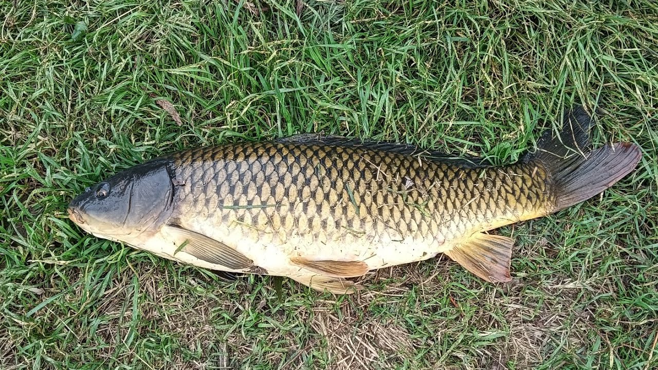 Am prins crapi la undita,pe  canal de irigatii