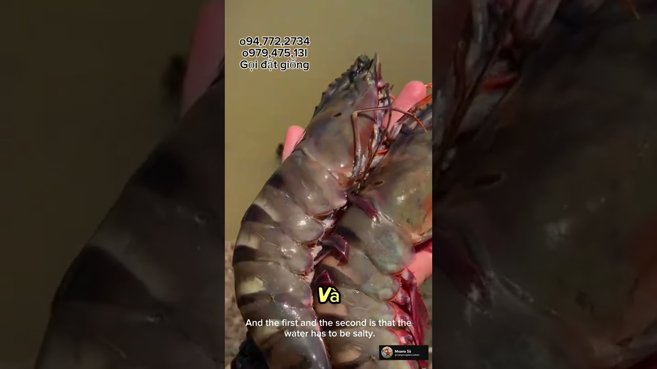 Tôm sú moana hầm đất - Trại dèo Việt Phương 