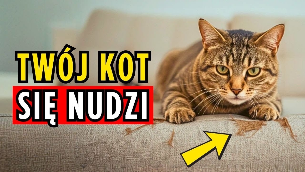 Jak wytresować KOTA w domu - PROSTE sztuczki dla Twojego kota