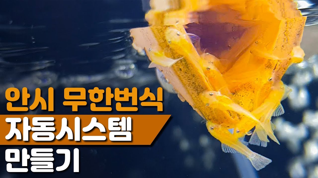 초등학생도 가능한 안시 무한번식 자동시스템 만들기!! [해수인TV]
