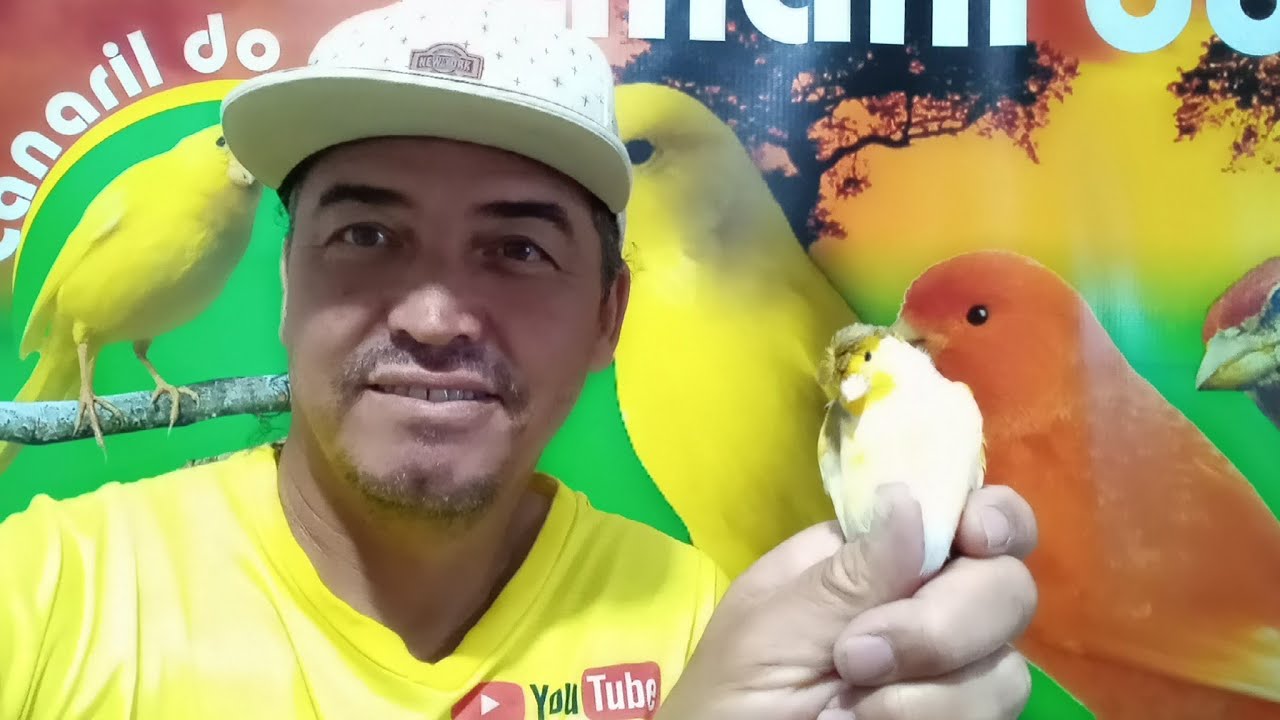 Como saber se o filhote de canário é Macho ou fêmea!!! - Canaril do Alemão