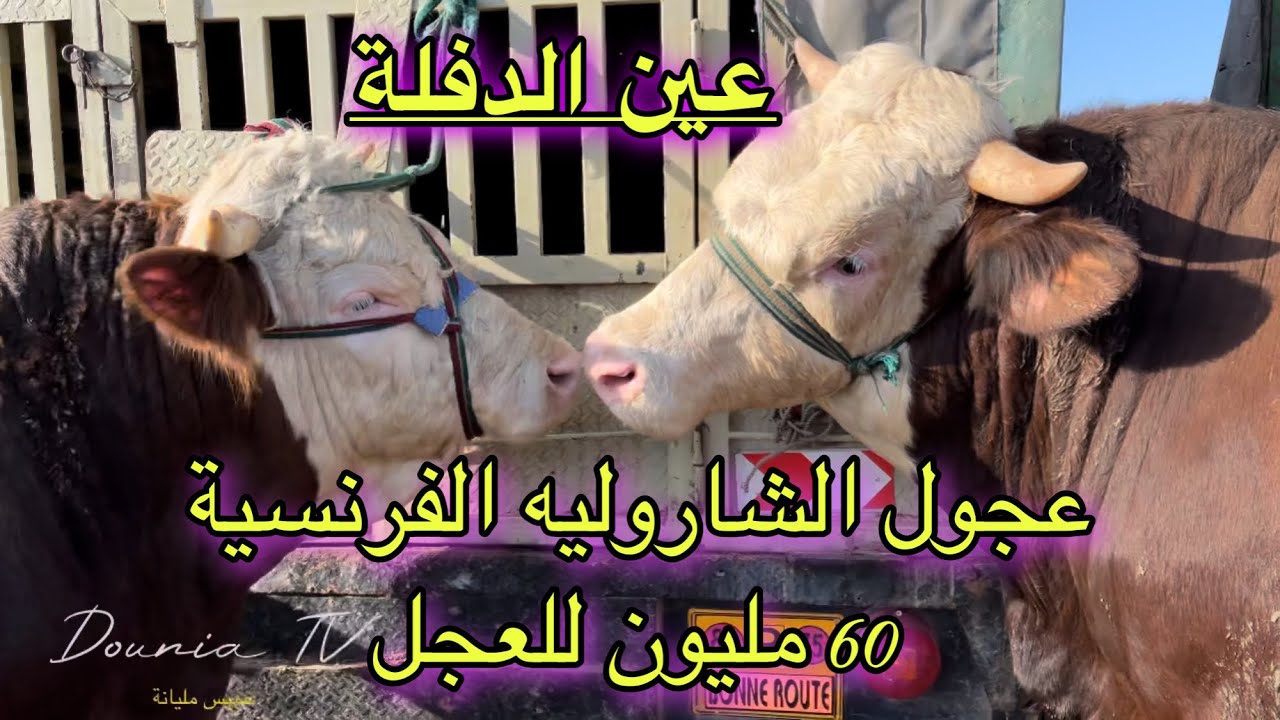 أسعار الأبقار في الجزائر 2022 | مباشر من سوق خميس مليانة ولاية عين الدفلة 🇩🇿
