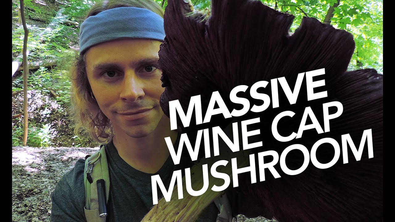Massive Wine Cap Mushroom Found In Mulch!