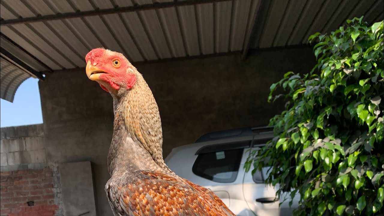 Parrot Beak Aseel Shonk in Punjab