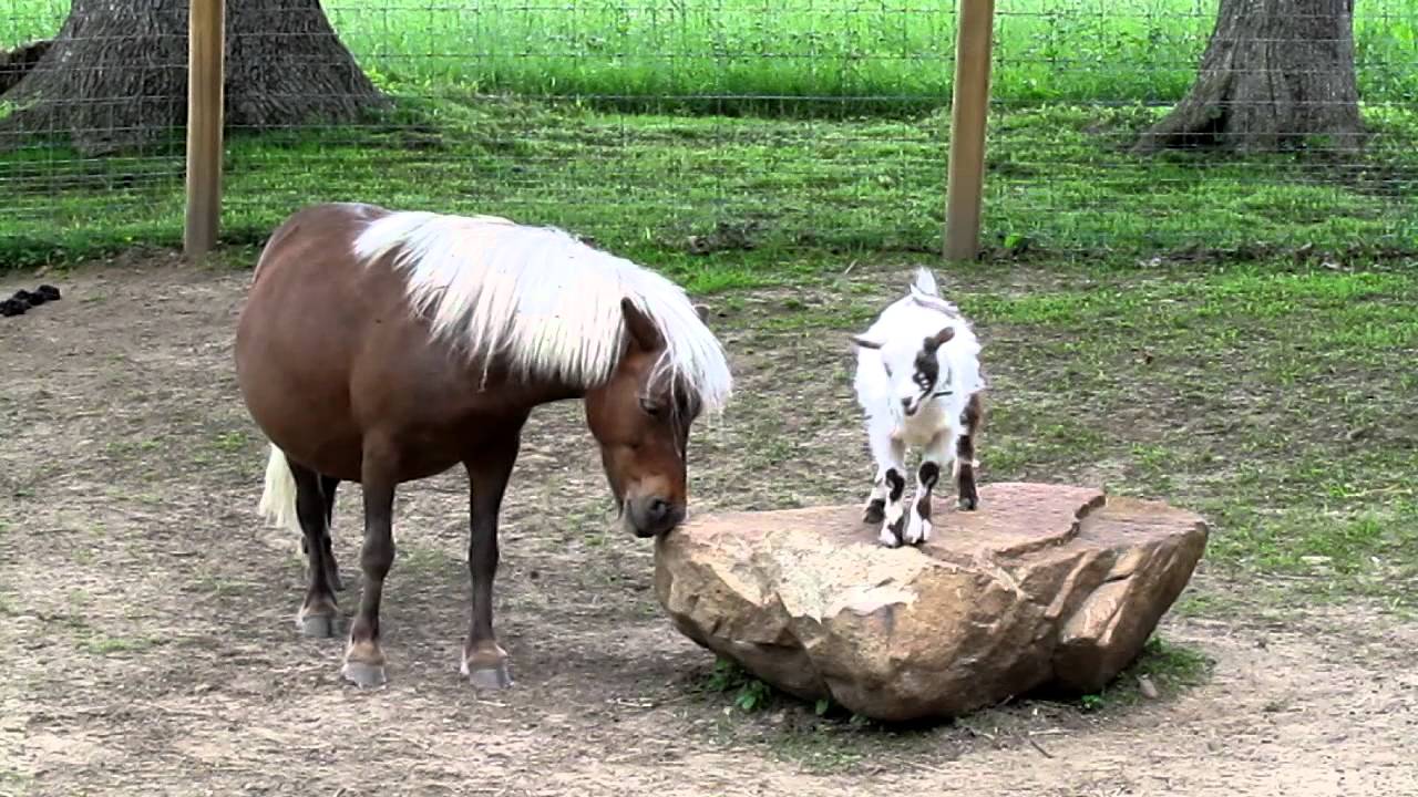 Candy T. Mini-horse and MosesT. Goat Perform Tricks.