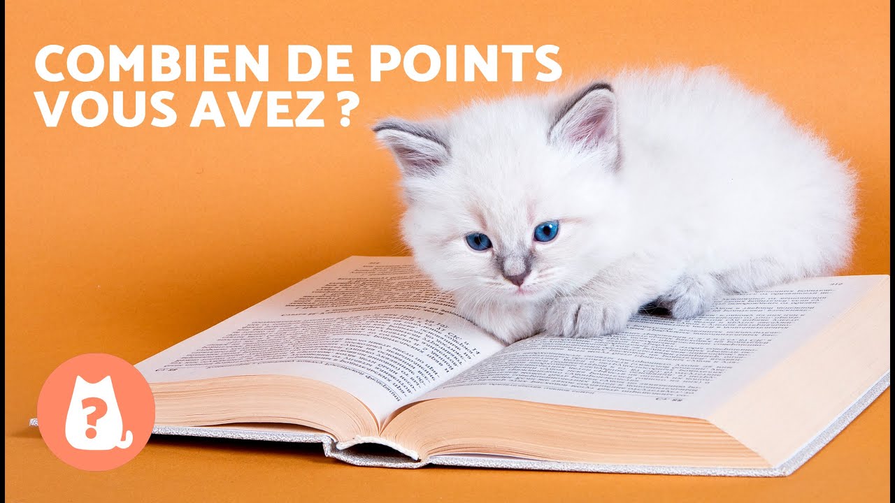 DEVINEZ la RACE DE CHAT juste avec les YEUX 🐱 Vous les CONNAISSEZ ? ✅❌ Test/Quizz sur les CHATS