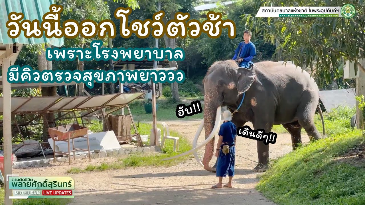 ตามติดชีวิต #พลายศักดิ์สุรินทร์  8 ตุลาคม 2567 คิวตรวจสุขภาพยาว จนพี่ธุมาโชว์ตัวช้า