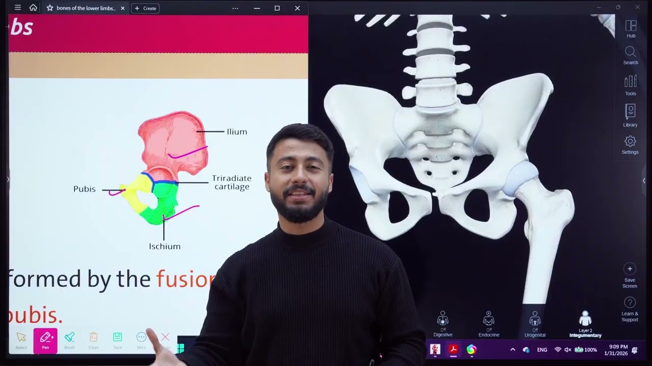 Bones of Lower limbs (Pelvic girdle , Hip bone 1) l تشريح عظام الاطراف السفلية ( حزام الحوض )