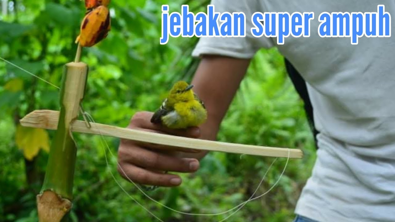 Jebakan burung kecil dari ranting kayu || easy bird trap how to make to bird trap 100% work