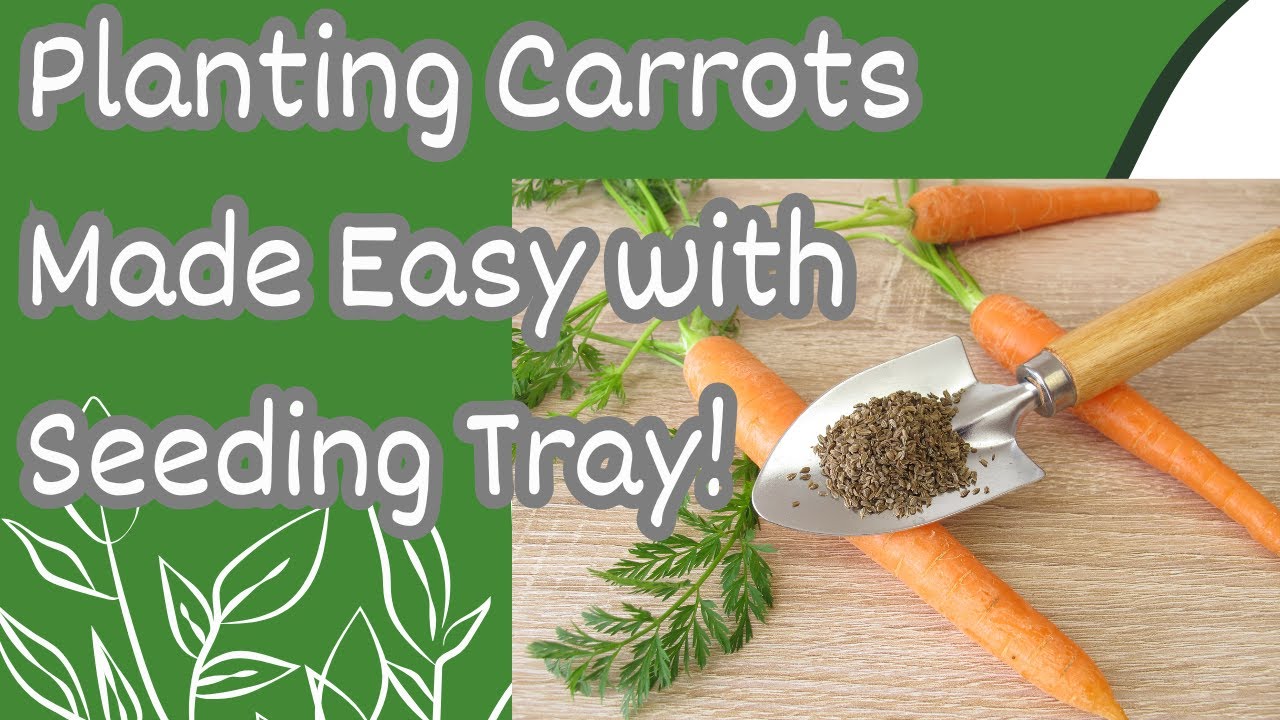 Pelleted carrot seeds & seeding tray ￼-trying to reduce thinning🤞