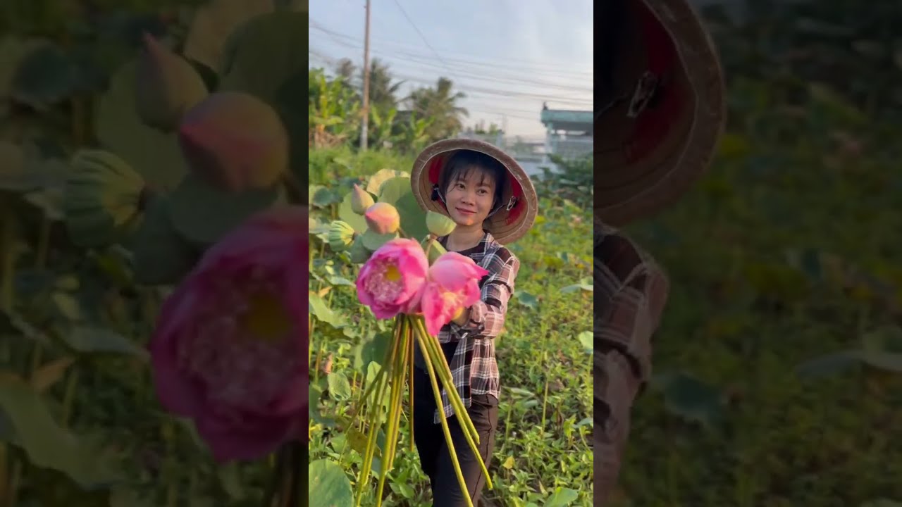 Vlog Về Quê: Cả Nhà Hái Sen, Hái Trâm Chín Mọng & Thả Diều Hoàng Hôn Trên Cánh Đồng