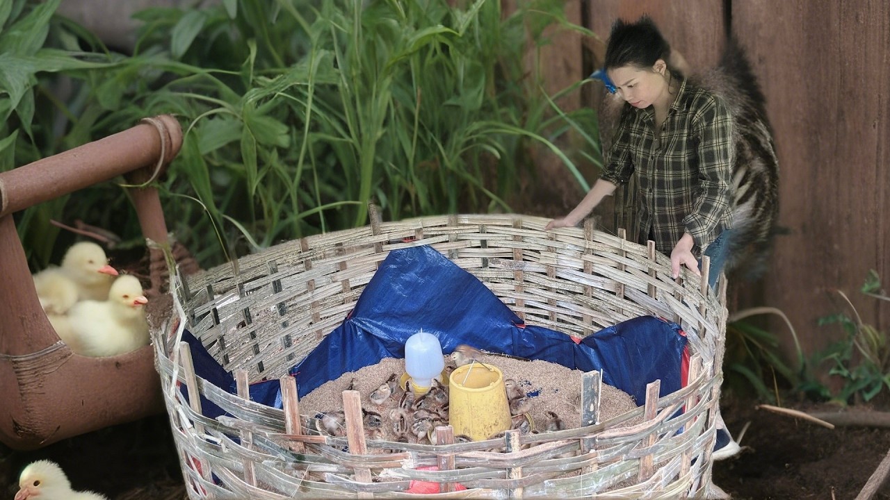 How Hồng Builds a Chick Enclosure in the Mountains