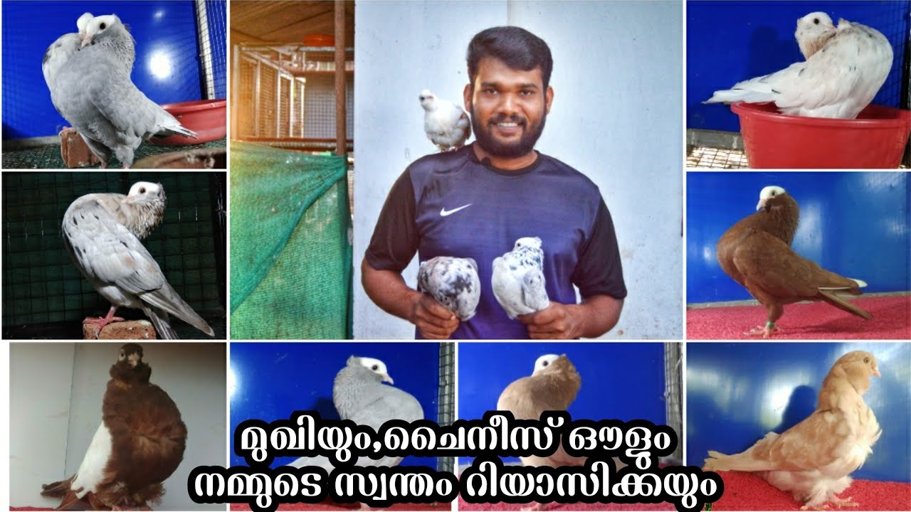 ഷോ ക്വാളിറ്റി മുഖിയുടെ അത്ഭുത കളക്ഷൻസ്.😳 തുടക്കക്കാരൊരിക്കലും കാണാതെ പോകരുതേ.😍|Keralapetbreeders|kpb