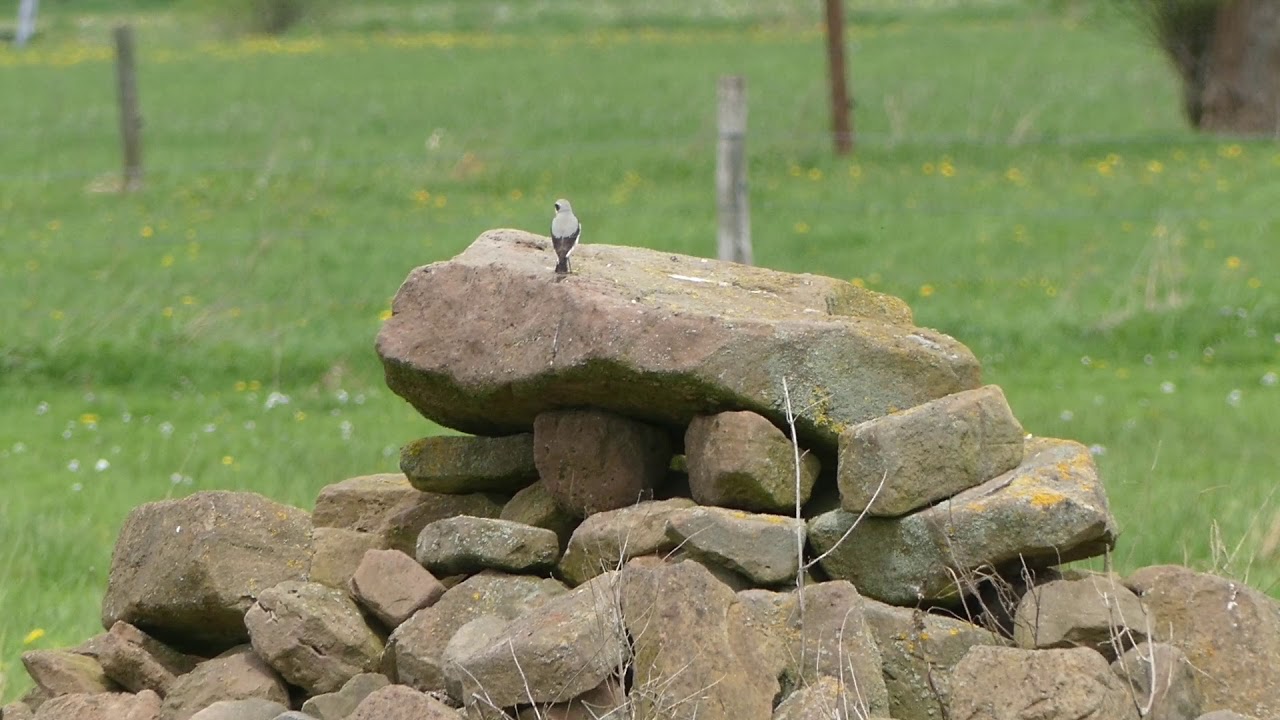 Wo die Heckrinder weiden. Ein Film von Arno Werner