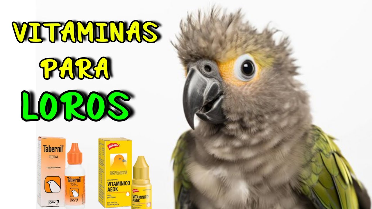 Las MEJORES VITAMINAS para LOROS 💊🦜 ¡EVITA que se ENFERMEN 🤒