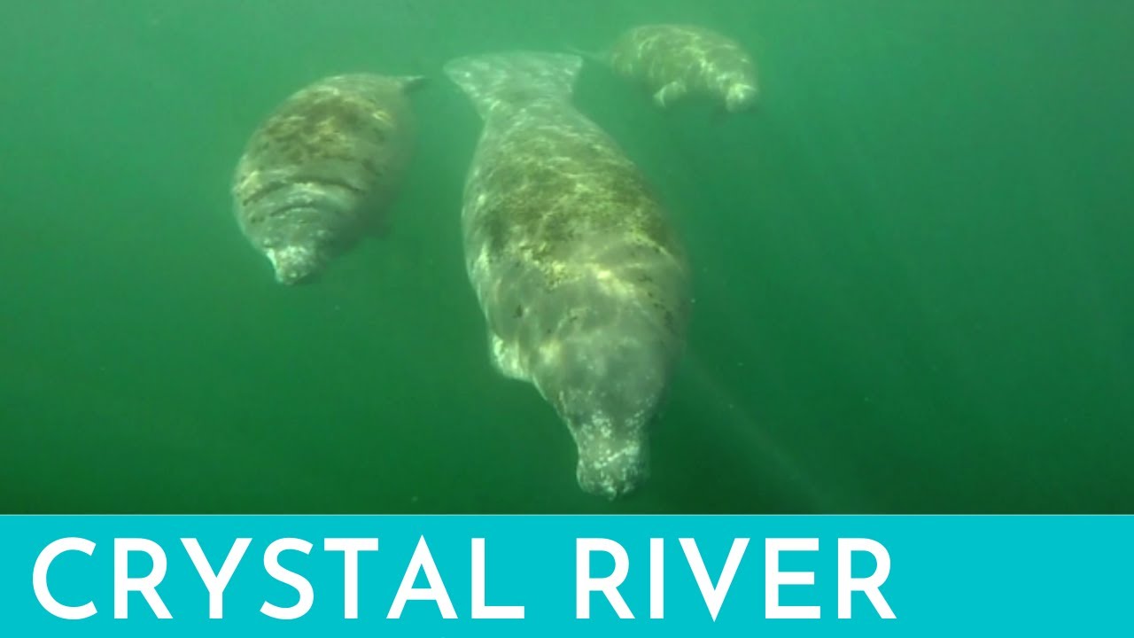 Great Loop Steinhatchee to Crystal River