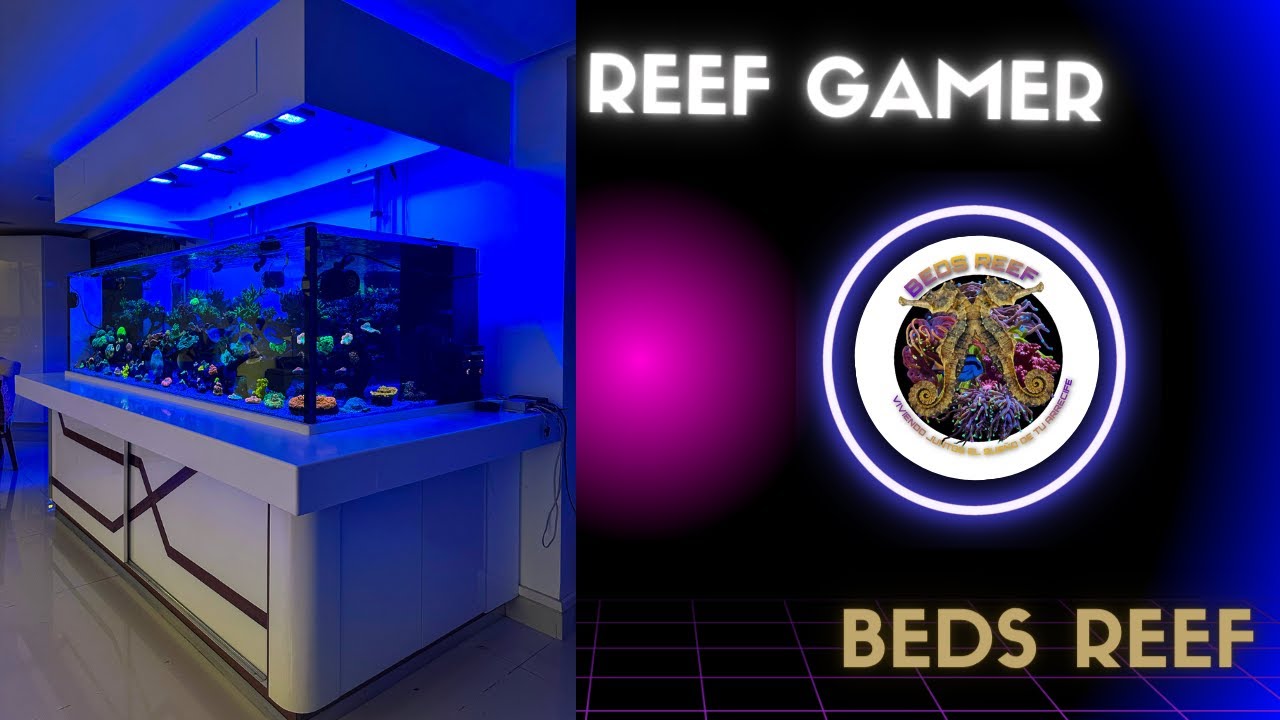 De una mudanza de arrecife marino, creamos un ARRECIFE ESTILO GAMING