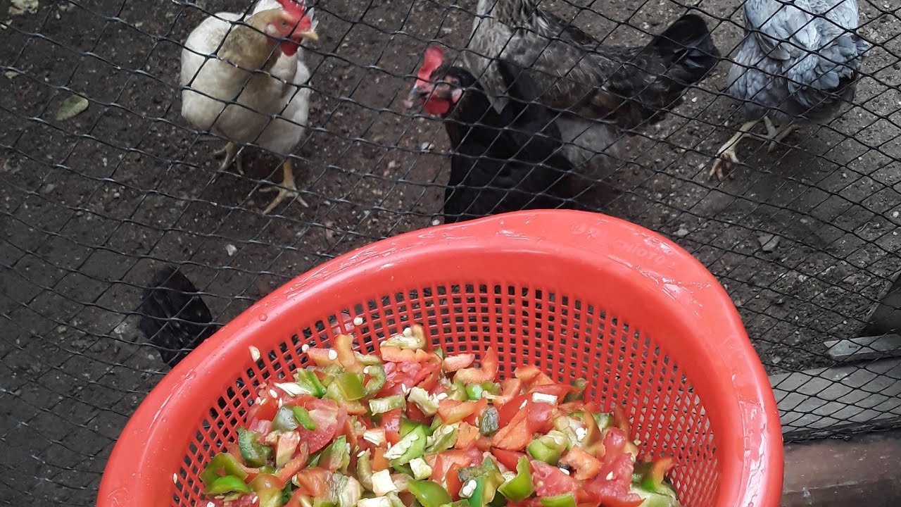 DANDO FRUTAS E VERDURAS PARA AS GALINHAS! GANHEI UM GALO!!
