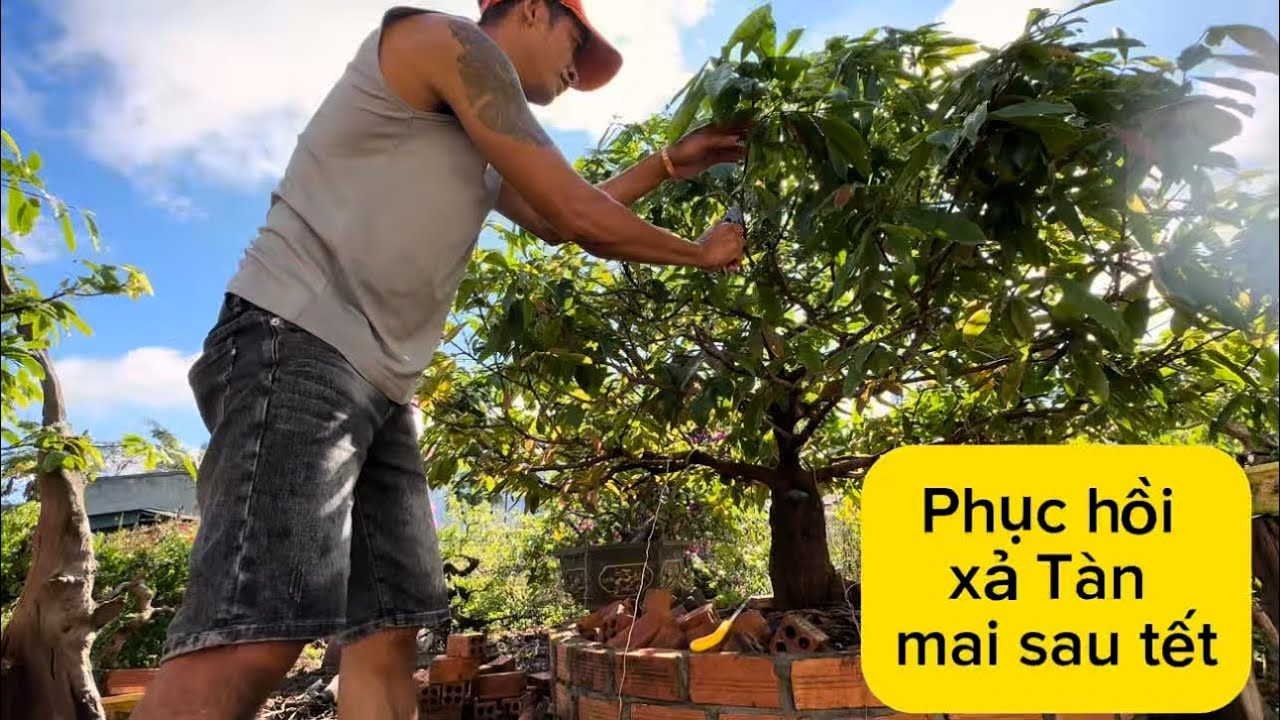 Phục hồi xả Tàn mai vàng sau tết, lưu ý khi xả tàn