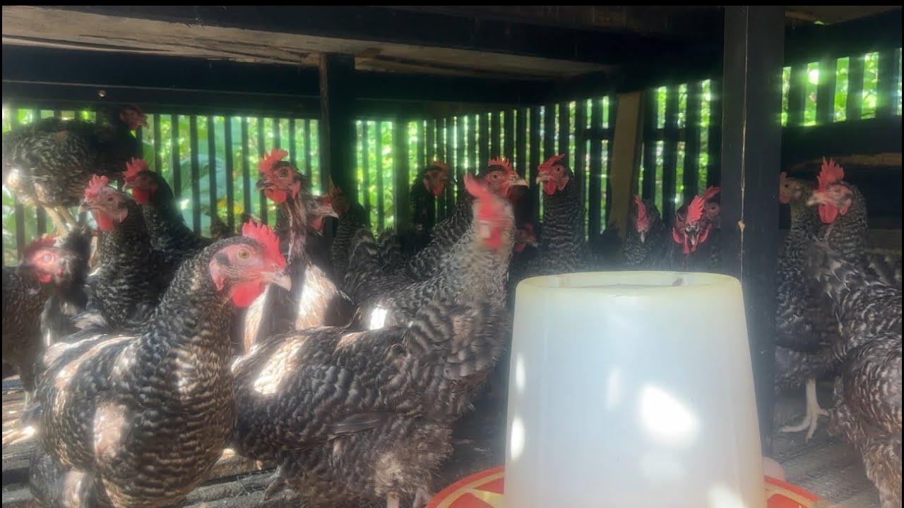 Backyard Poultry Farming #agriculture #africa #poultry #food #egg #animals #farming #health #home