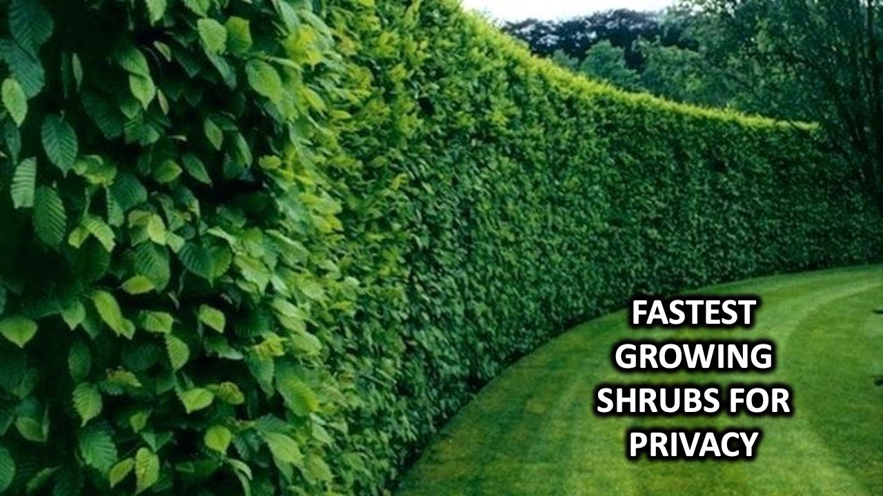 FAST GROWING SHRUBS AND BUSHES FOR CREATING PRIVACY