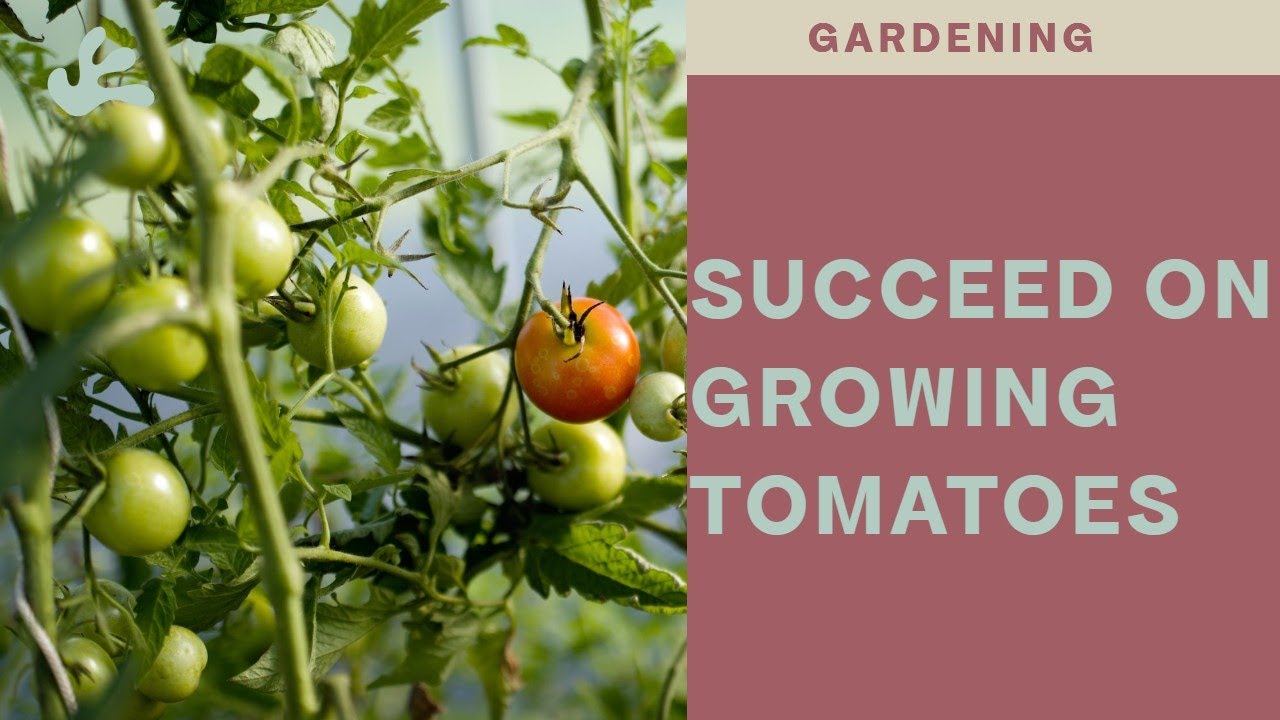 Succeed on growing tomatoes